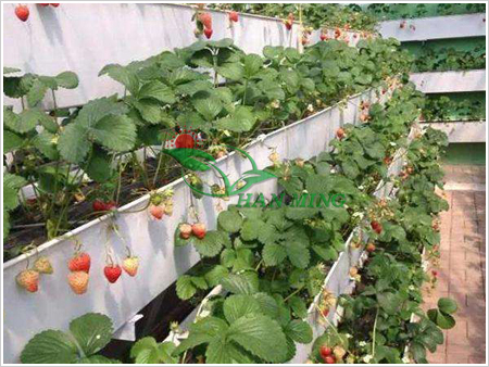 草莓立体种植槽