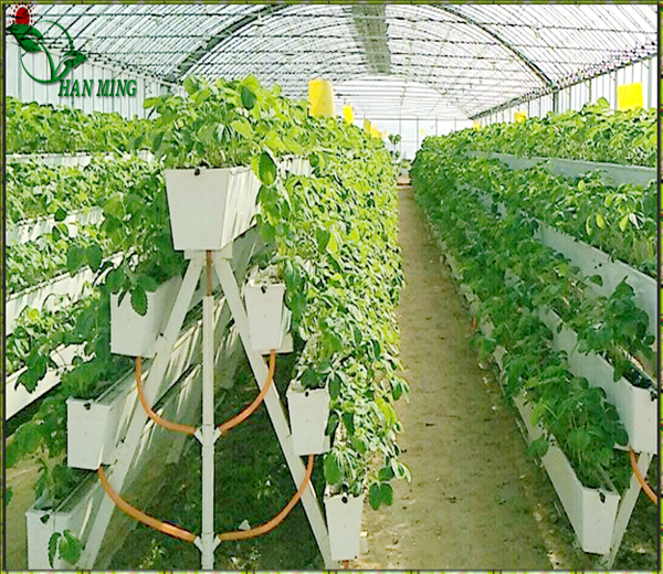 草莓立体种植架（槽）