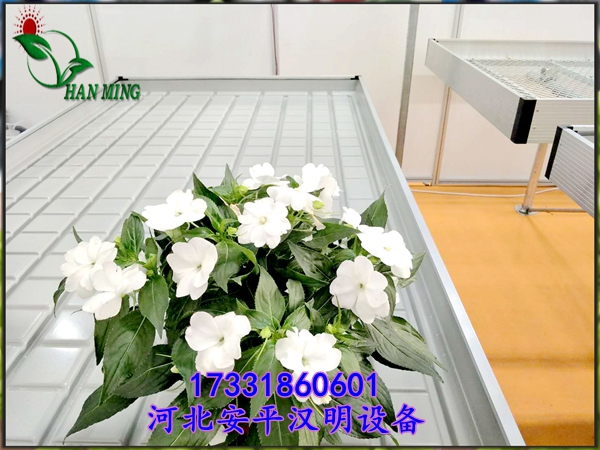 花卉苗床