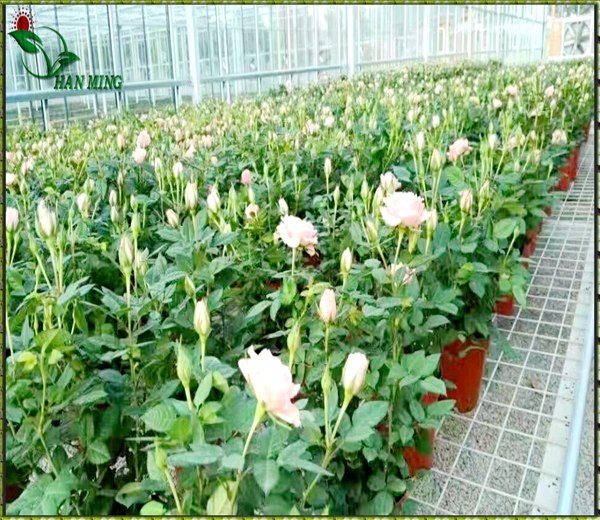 花卉苗床