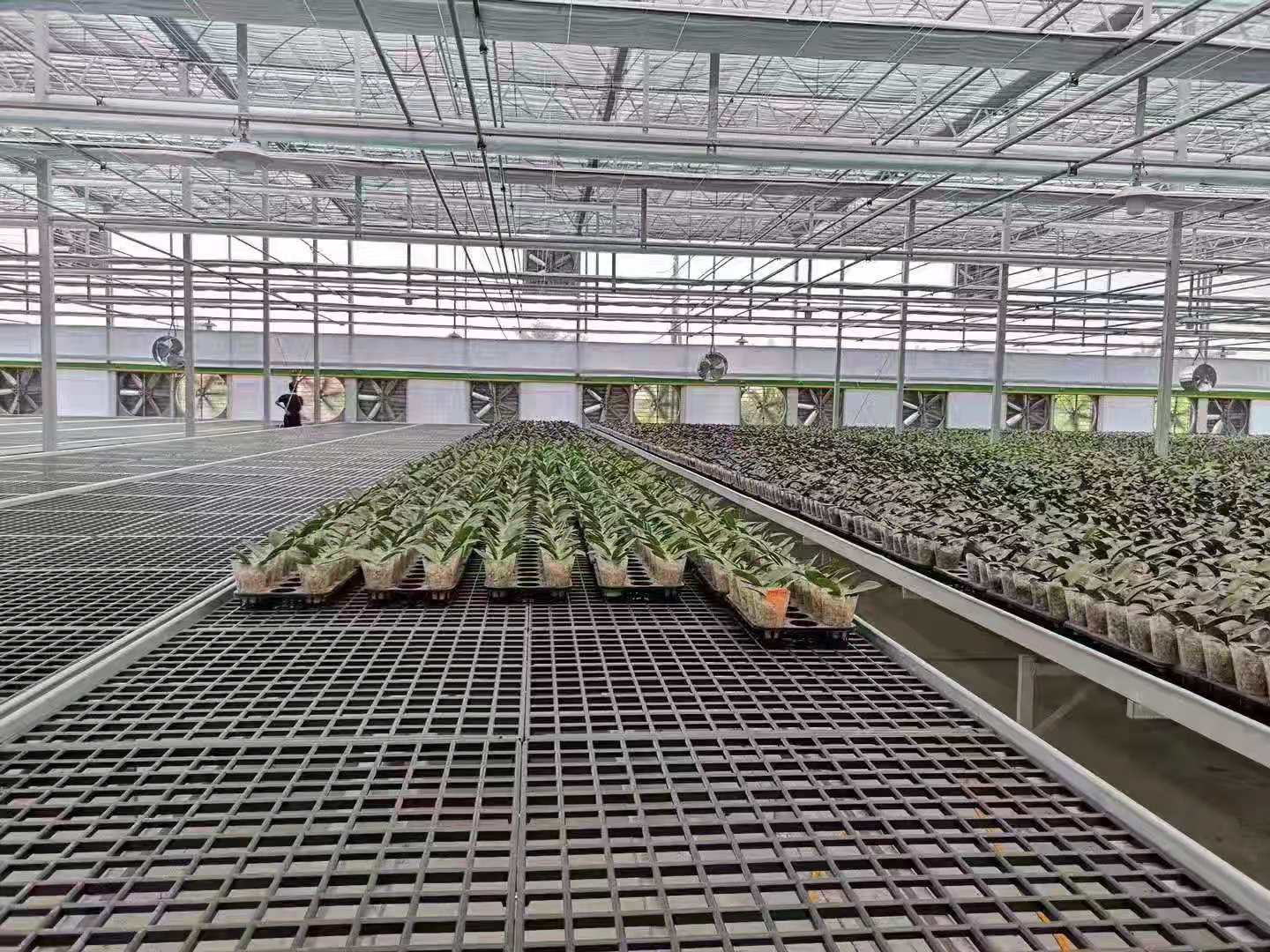 塑料苗床