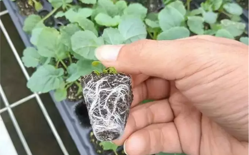 番茄苗床