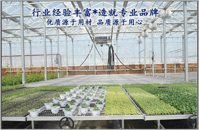 蔬菜苗床