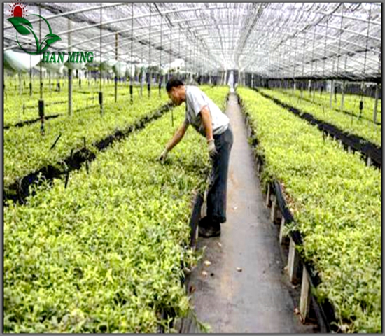大棚药材苗床