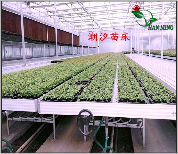 潮汐苗床