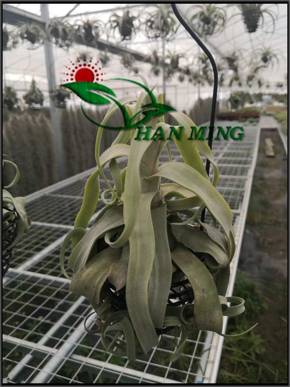 全自动苗床