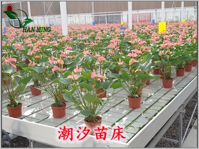 花卉苗床